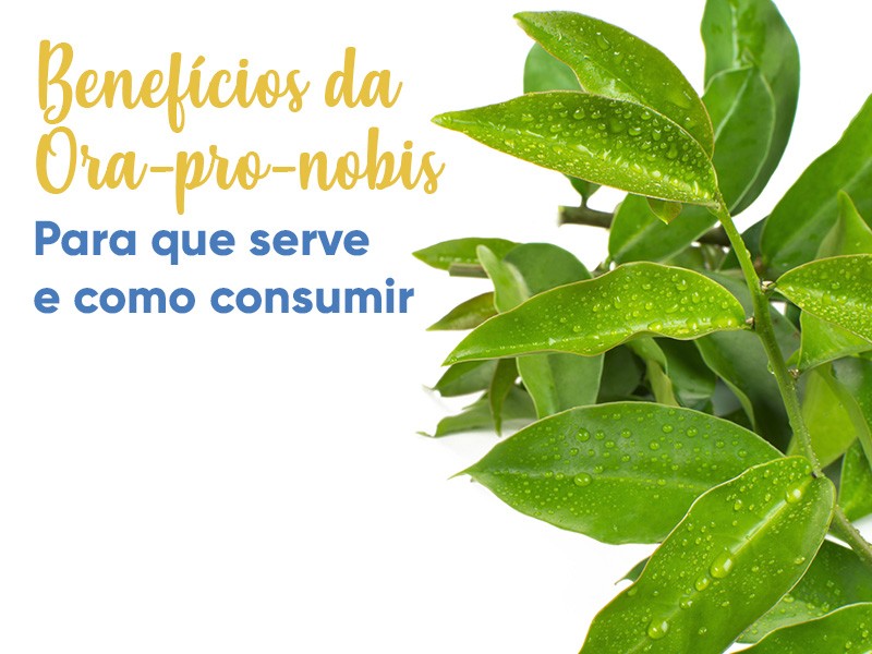 Benefcios da Ora-pro-nobis: para que serve, como consumir e onde comprar